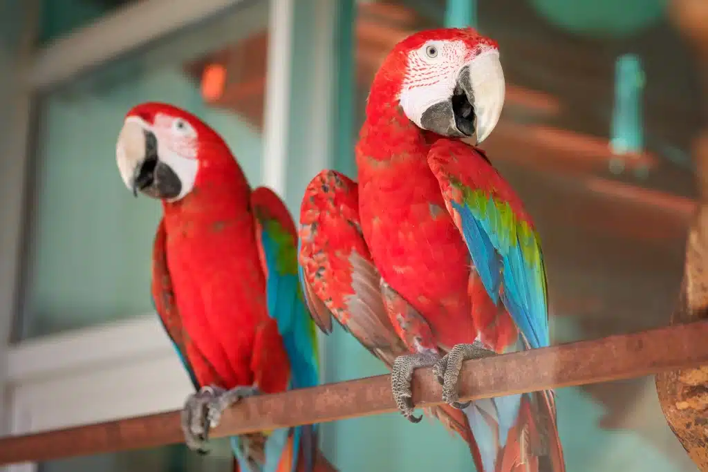 Costa Rica Scarlet Macaw