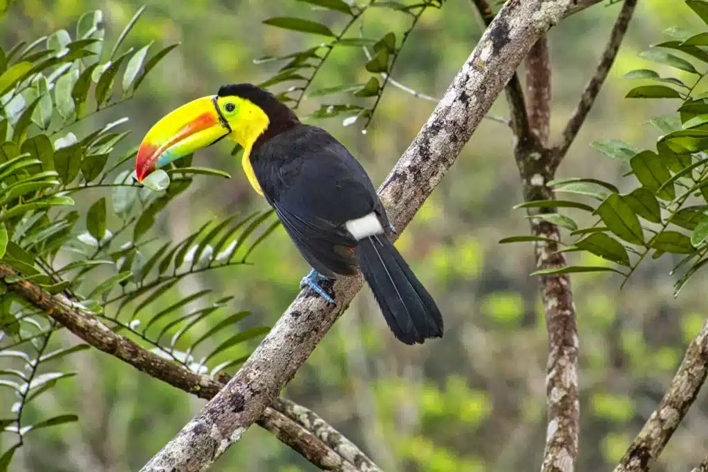Costa Rica Keel-billed toucan