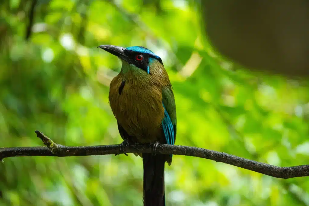 Costa Rica Blue Crowned Motmot