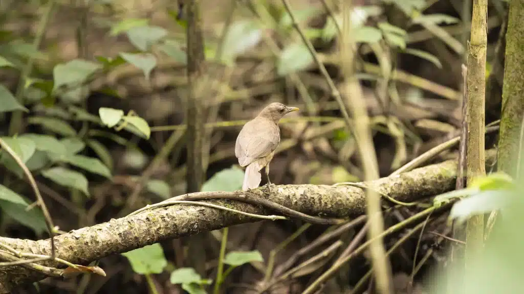 Costa Rica Clay Colored Thrush