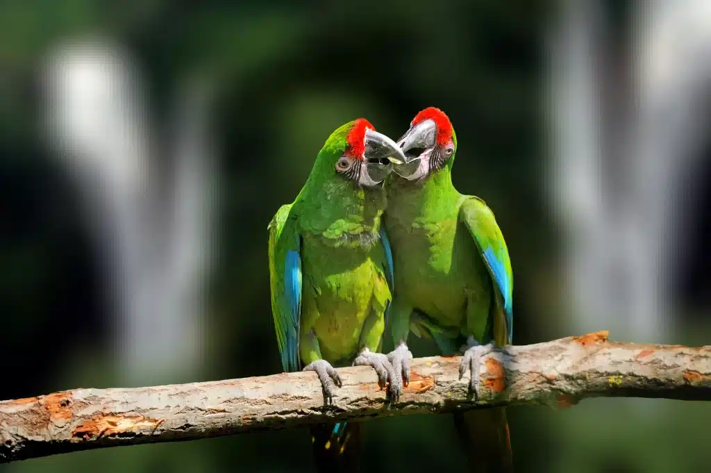 Costa Rica Great Green Macaw
