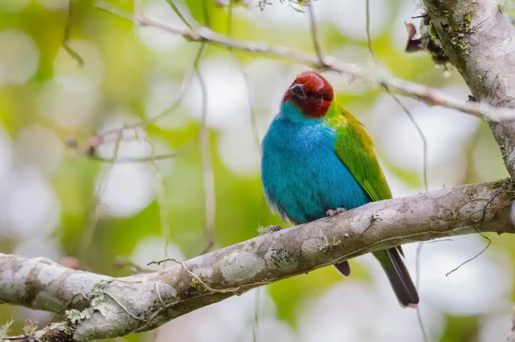 Costa Rica Bay-Headed Tanager