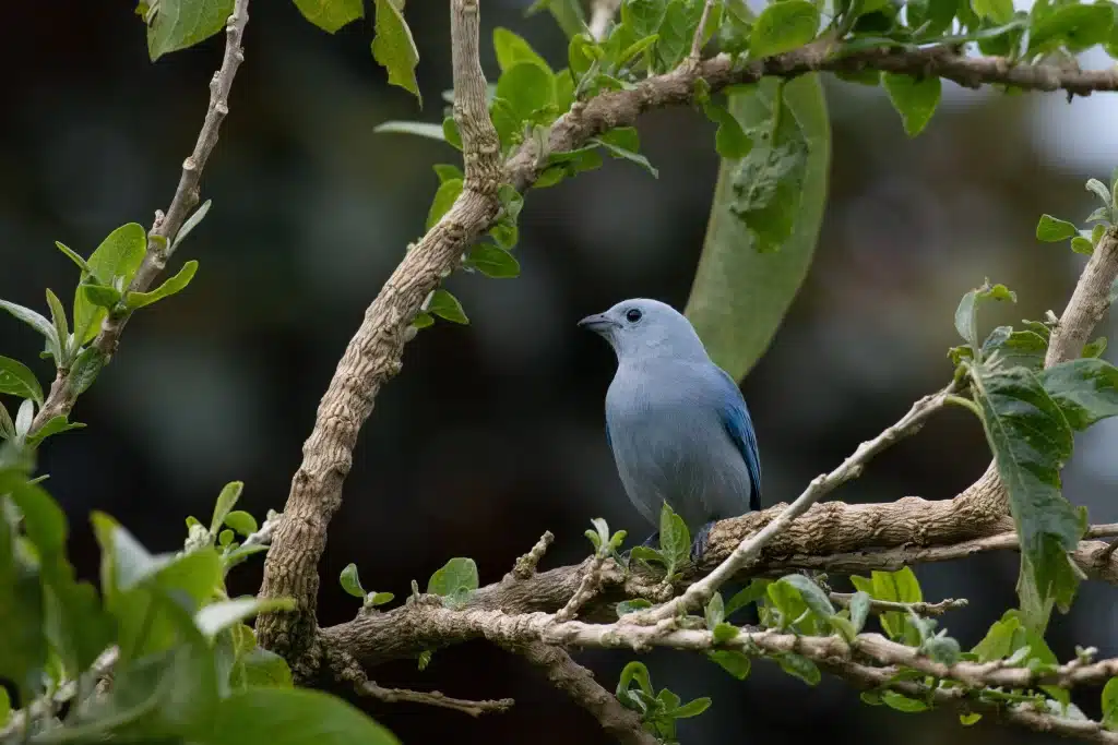 Costa Rica Blue Gray Tanager
