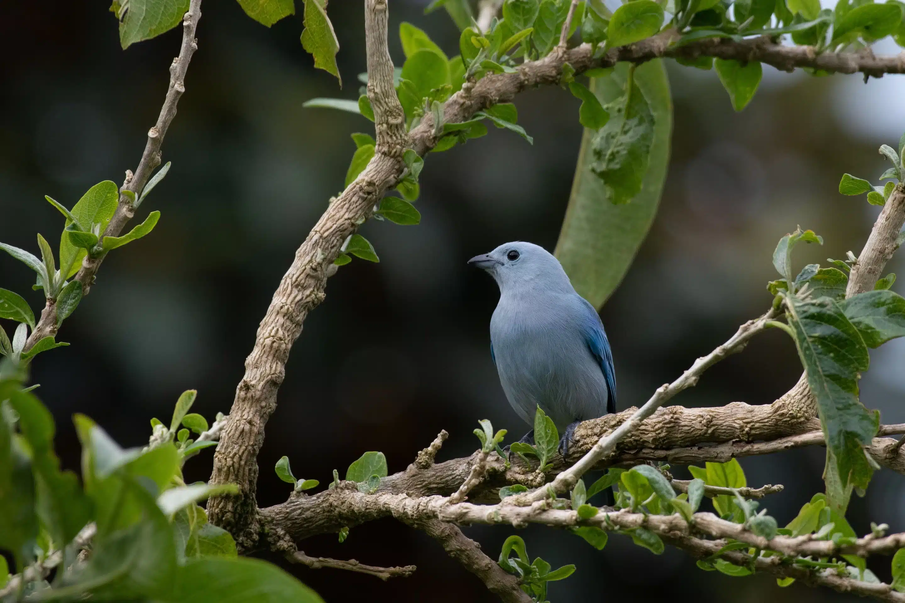 Monteverde is home to rare birds, incredible private reserves, and unique plants.