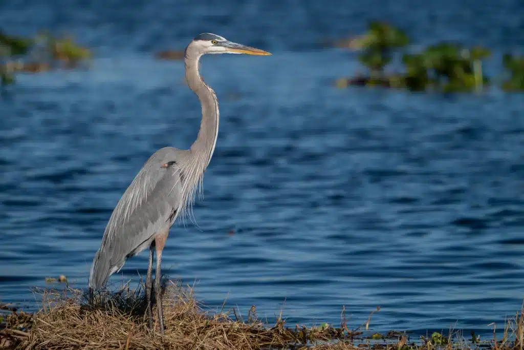 Costa Rica Great Blue Heron