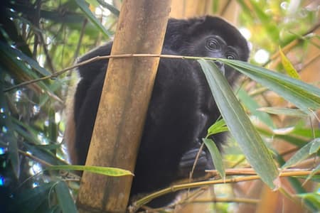 Birding & Nature Walk in Ballena National Park