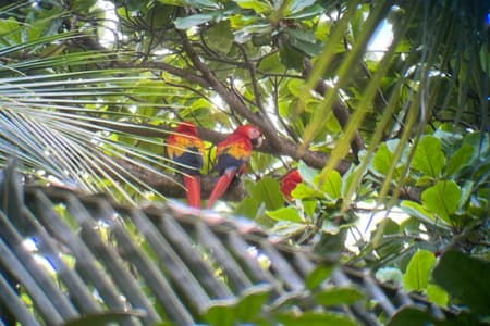 Birding & Nature Walk in Ballena National Park