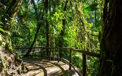 Take A Tour To The Costa Rica Jungle For A Tropical Getaway