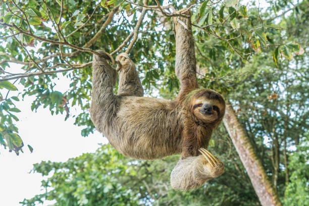 Sloth hanging from a tree in Costa Rica