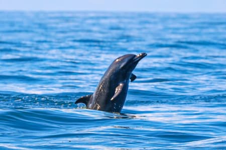 Whale and Dolphin Watching Tour
