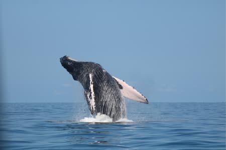 Whale and Dolphin Watching Tour