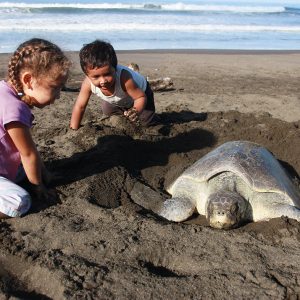 turtles in costa rica