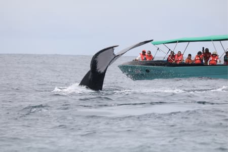 Whale and Dolphin Watching Tour