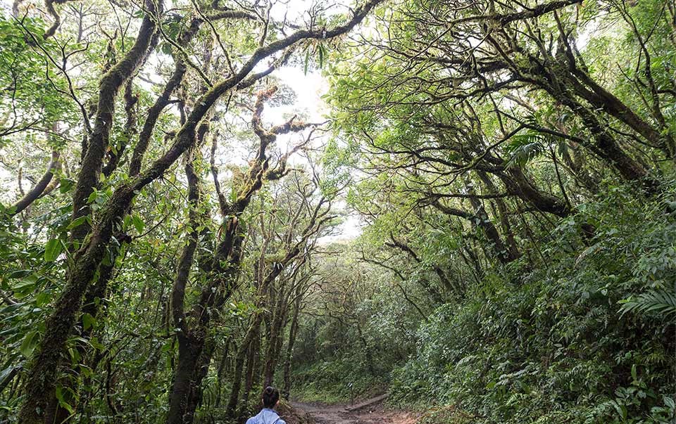 Guided Monteverde Cloud Forest Walk