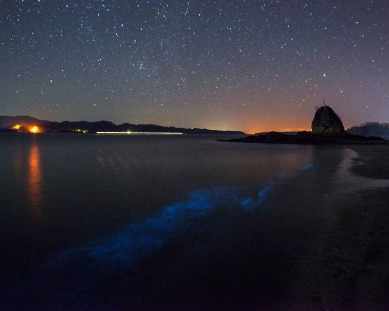 Nightscapes: Bioluminescence & Sea Life