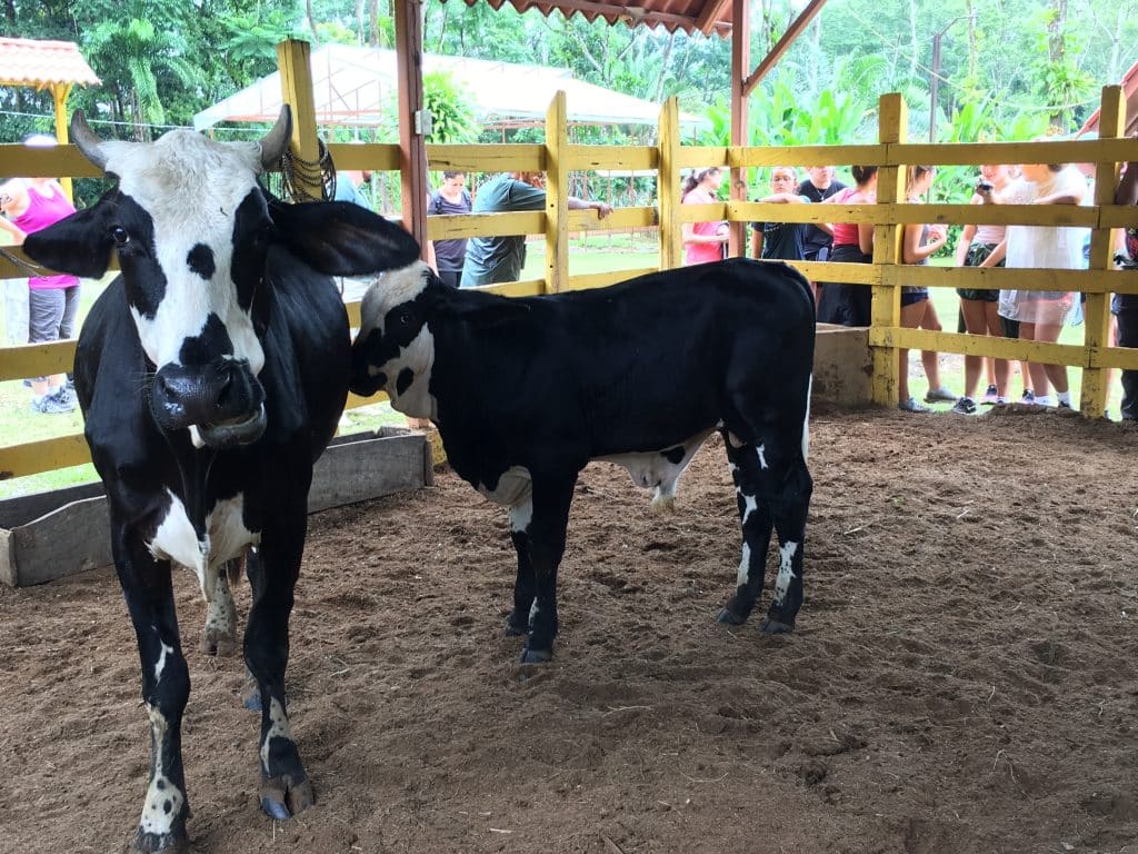 Day 9- Manuel Antonio
