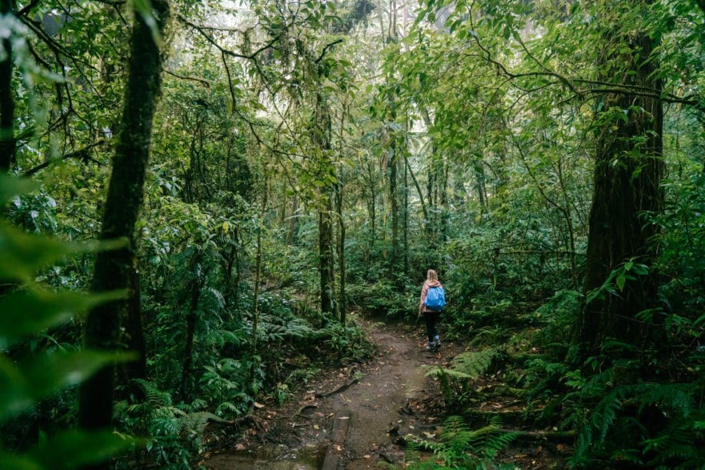 Walk through Monteverde Cloud Forest Reserve and experience its full biodiversity!