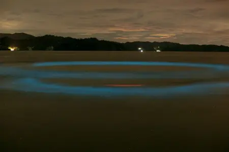 Nightscapes: Bioluminescence & Sea Life