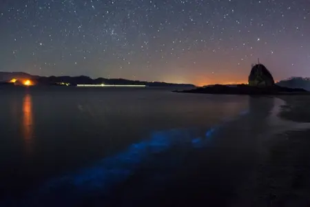 Nightscapes: Bioluminescence & Sea Life