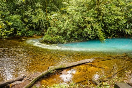 Hike in Tenorio Volcano National Park & Río Celeste Trails