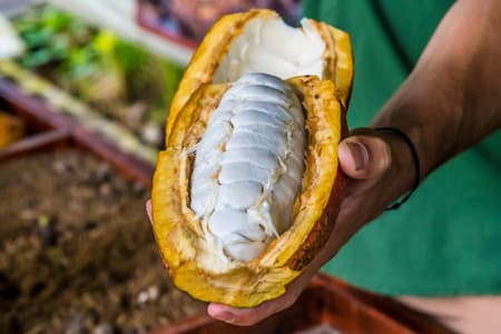 Organic Farm Spice Garden Guided Tour