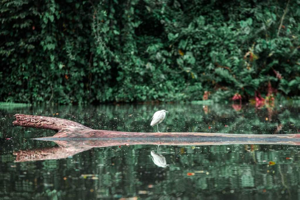 Day 3-Tortuguero
