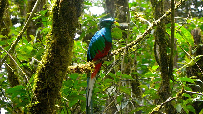 Explore the captivating biodiversity of the Monteverde Cloud Forest and immerse yourself in the wonders of one of the world's finest Cloud Forest Reserves.