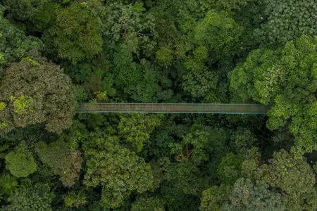 Selvatura Monteverde Guided Hanging Bridges 