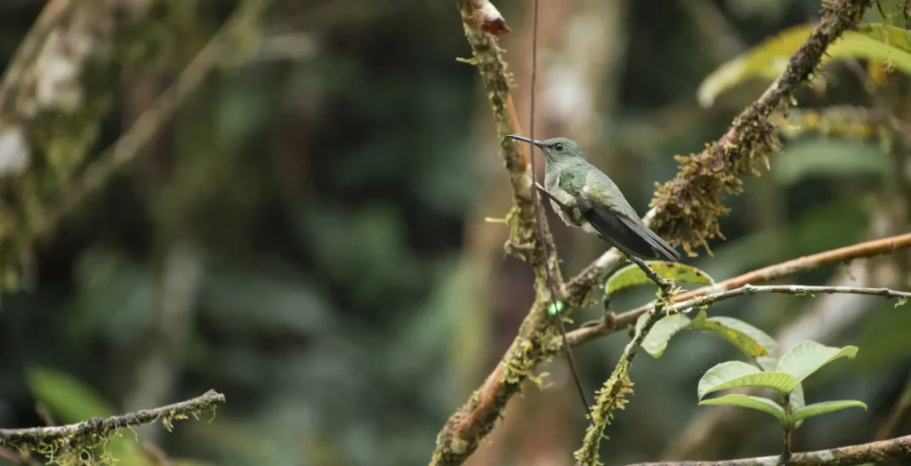 Small tropical bird perched on a moss-covered branch in Costa Rica.