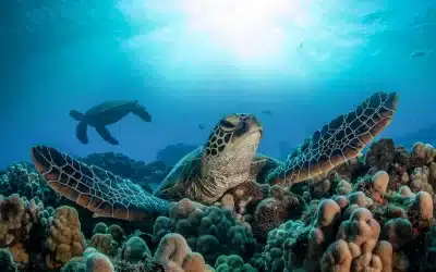 Where & When Can You See Turtles in Costa Rica?