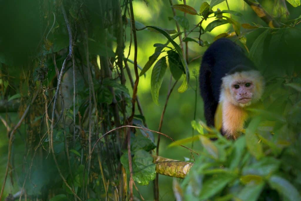 Manuel Antonio