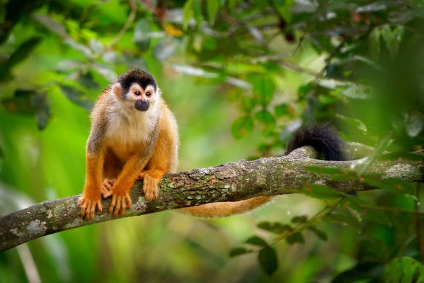 central-american-squirrel-monkey-saimiri-oerstedii-also-redbacked-picture-id1301996621 Hanging bridges Costa Rica
