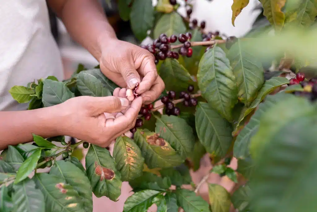 See firsthand how coffee farmers in Costa Rica expertly hand-select the ripest coffee cherries!
