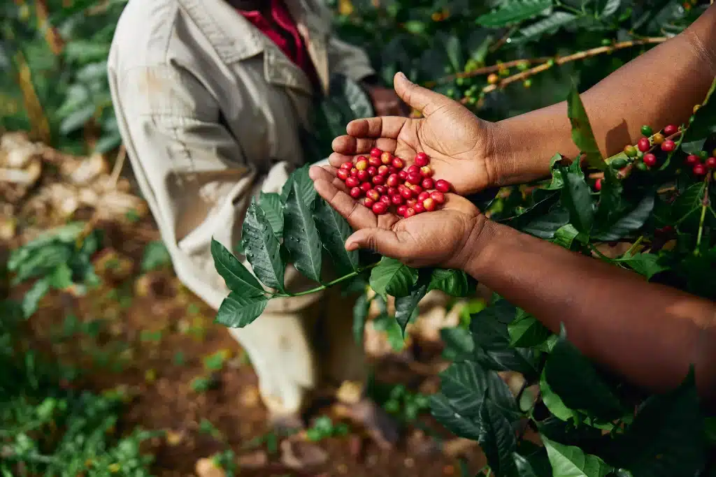 Step into a coffee paradise! Visit a Costa Rican coffee plantation, where emerald-green coffee plants laden with ruby-red cherries create a mesmerizing sight.