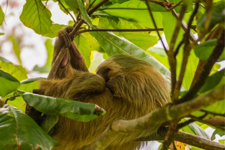 Sloth and Rainforest Hike