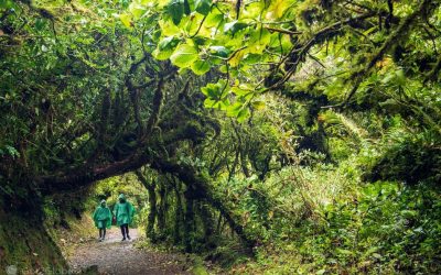 Why Visiting Monteverde is a Must and Tips for Your Stay in Costa Rica