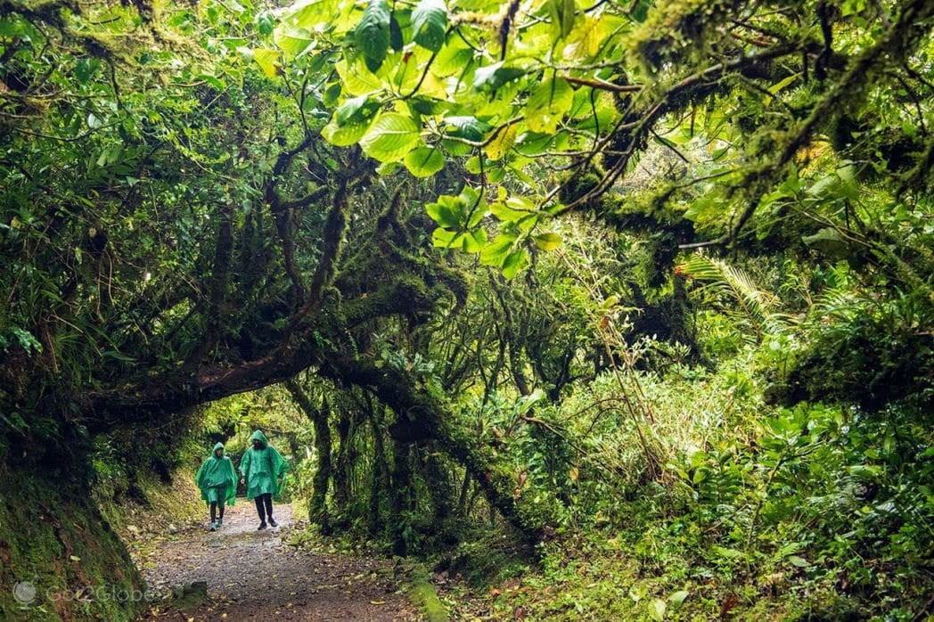The Monteverde Cloud Forest is renowned as one of the world's biodiversity hotspots.