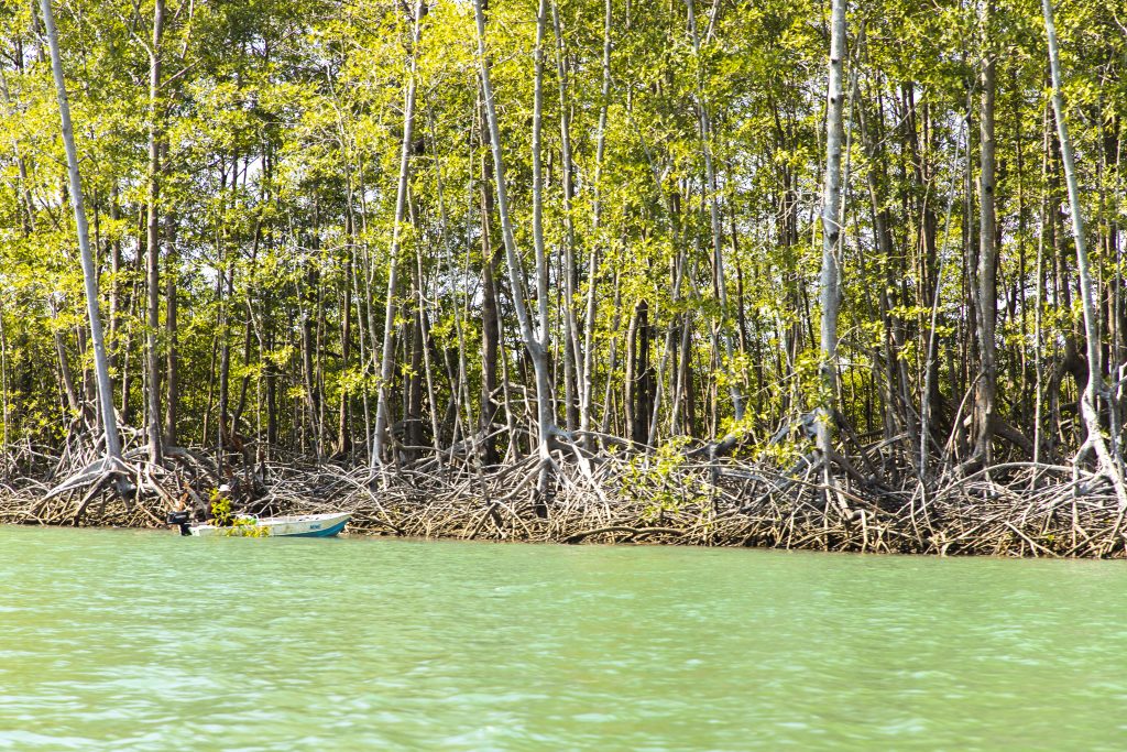 Isla Damas Mangrove Boat Tour