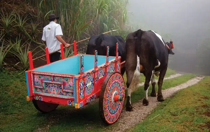 The Costa Rican Oxcart carries a legacy of craftsmanship, agriculture, and art.