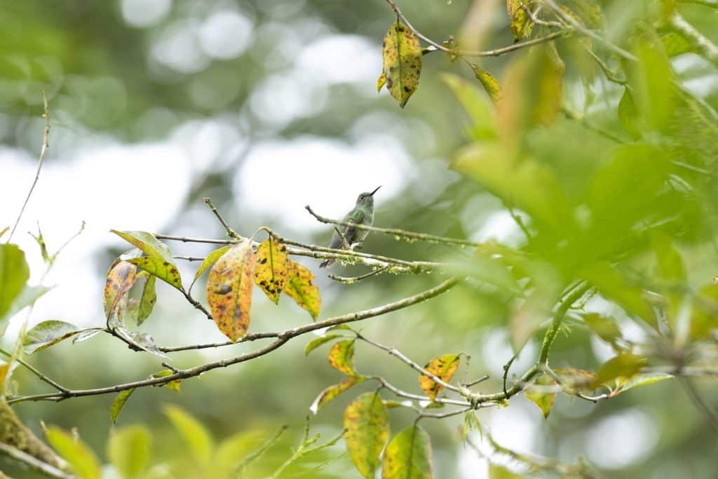 Hummingbirds live in the cloud forests and other tropical habitats in Costa Rica.