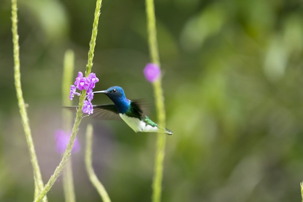 The bright colors on hummingbird feeders are designed to mimic the flowers they naturally feed on.