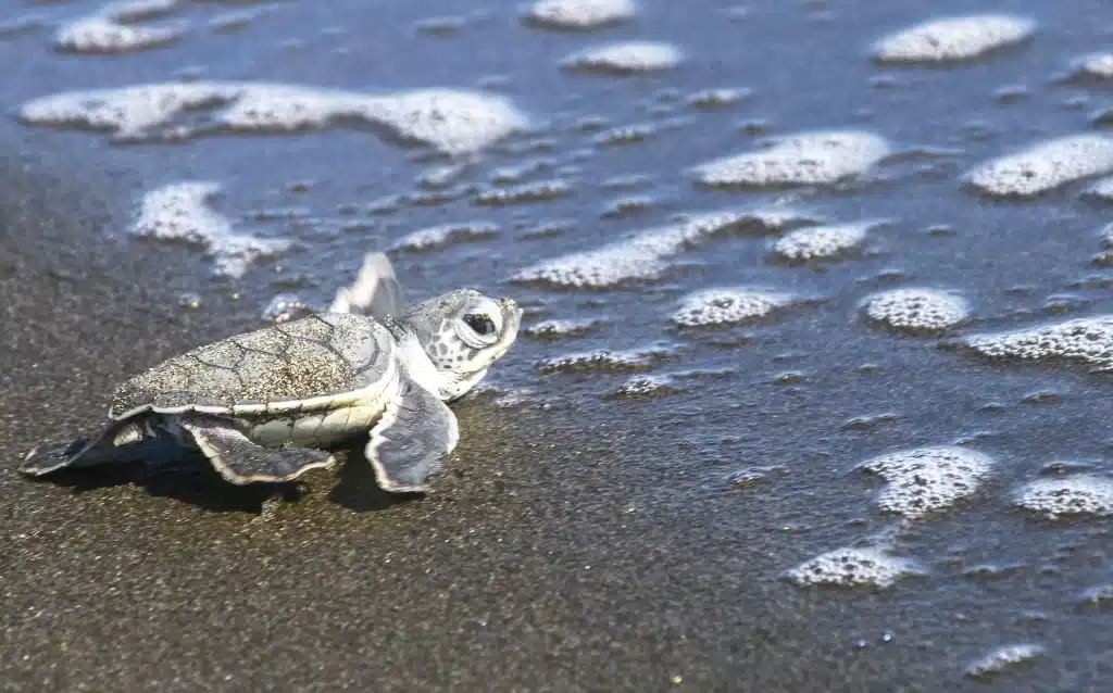 Witnessing the journey of baby turtles to the sea is a heartwarming spectacle along Costa Rica's shores.
