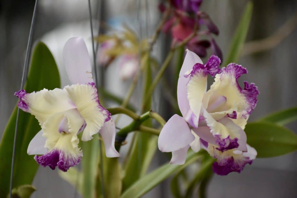 Immerse yourself in the mesmerizing beauty of the Monteverde Orchid Garden.