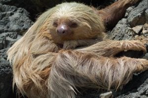 costa rica monkey tours sloth tour costa rica
