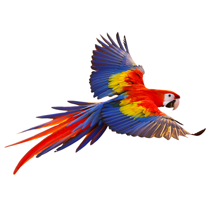 guacamaya costa rica