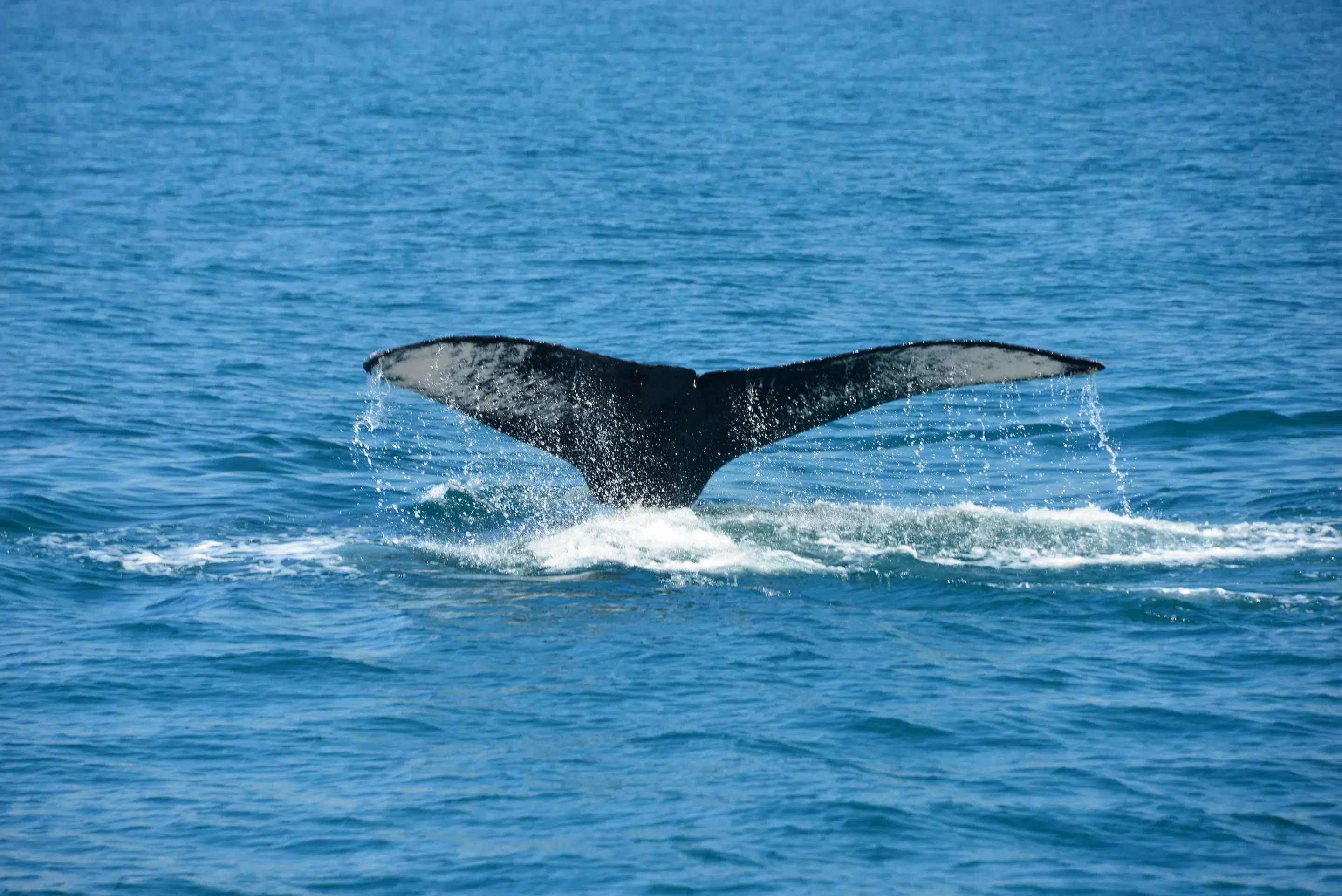 Parque Nacional Marino Ballena is Famous for its Marine Diversity!