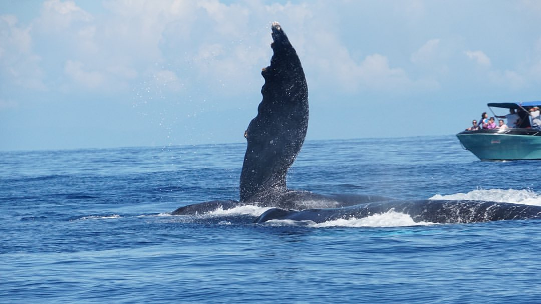 Looking for the best spots to go whale watching? Costa Rica is the perfect setting for this adventure!