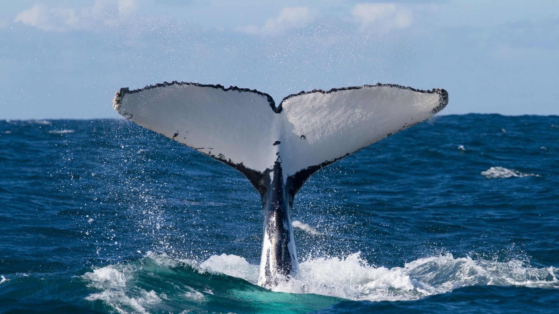 Costa Rica, whale watching tours promise an unforgettable trip!