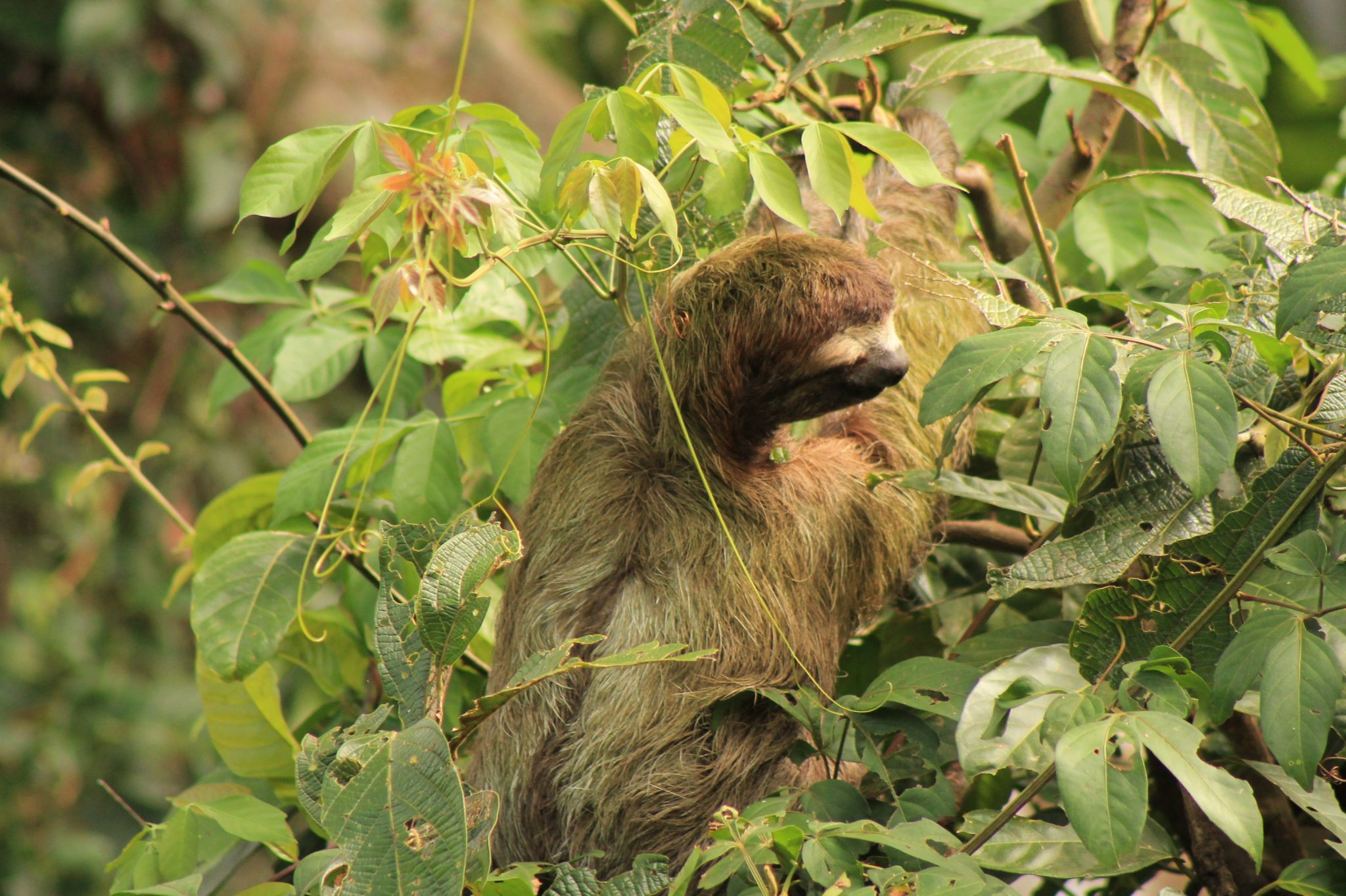 Experience the wild side of Costa Rica on a thrilling wildlife trip in La Fortuna.