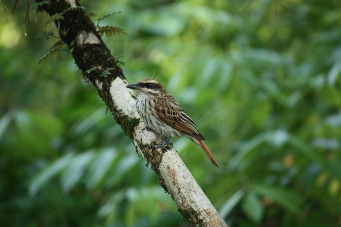 Discover the biodiversity of La Fortuna firsthand with Find My Costa Rica. 